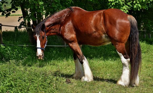 This is a horse.